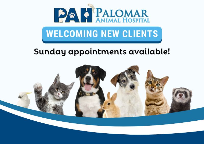 Carousel Slide 1: Book An Appointment Today >