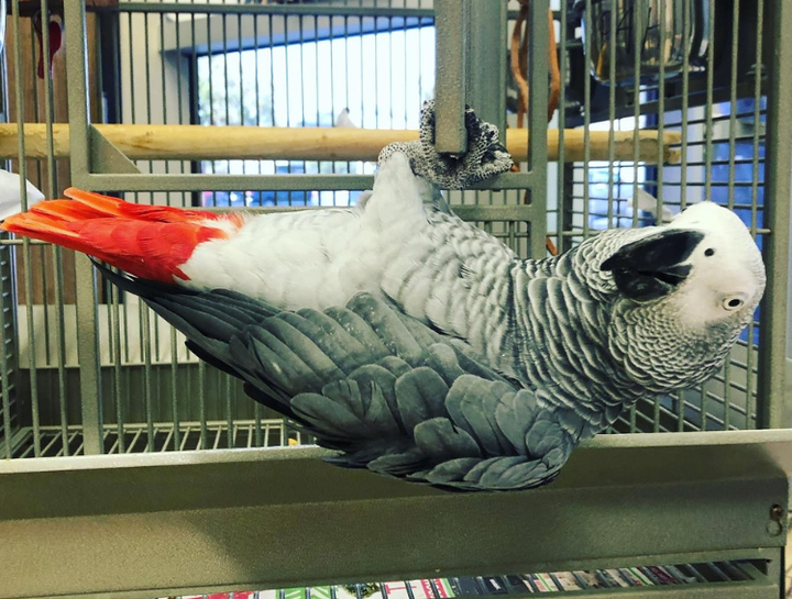 Carousel Slide 6: Avian patient welcome!