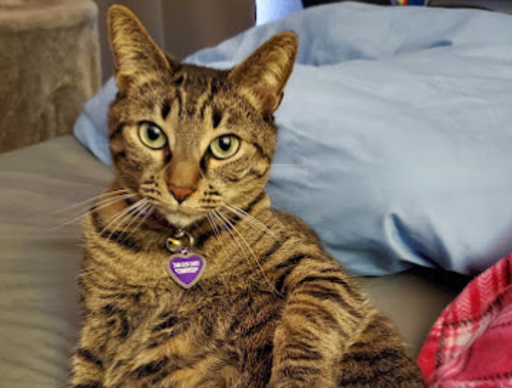 Carousel Slide 7: Welcoming feline patients!