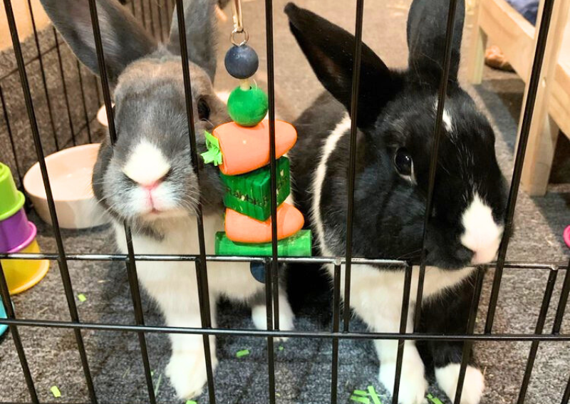 Carousel Slide 5: Now seeing a wide array of various animals!